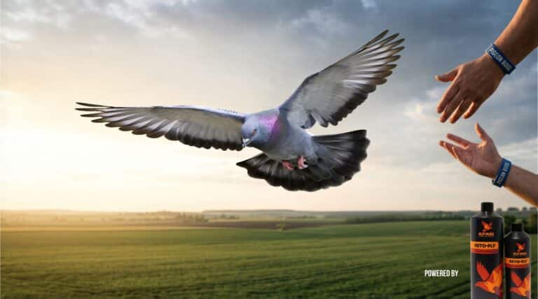 A powerful racing pigeon hen, a 'Racing Queen', in dynamic low flight over a vast rural landscape at sunset. A human hand with a Pigeon Boss branded wristband is visible, reaching towards her. Integrated text reads: 'THE REVOLUTION OF THE RACING QUEENS.' and a 'FLY-MAX KETO-FLY' product bottle is shown in the corner, labeled 'POWERED BY