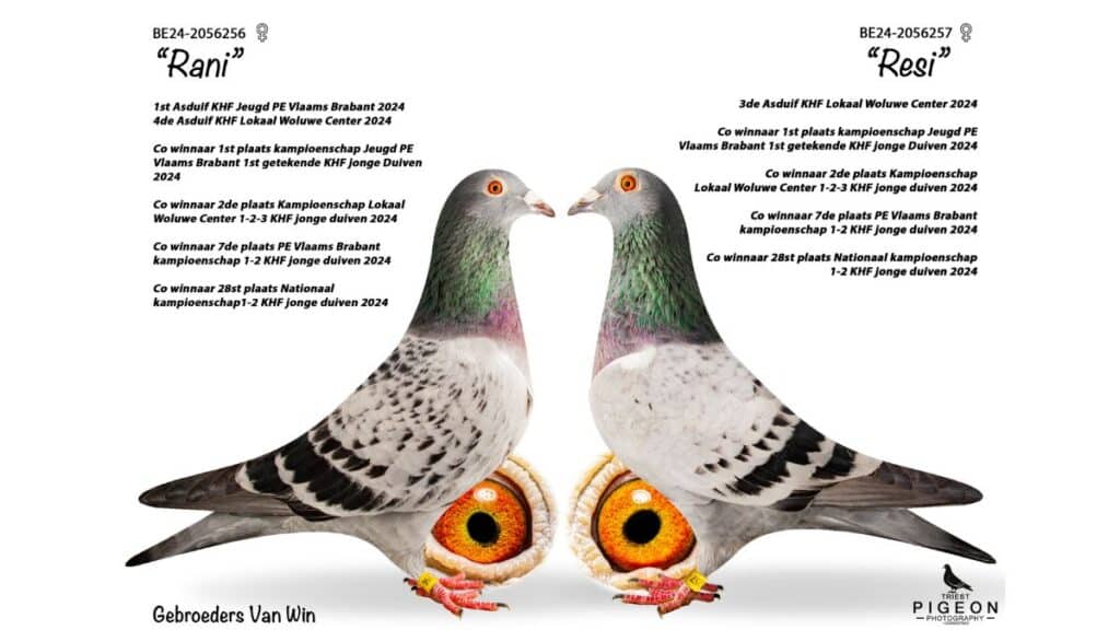 A professional split-screen photography collage showcasing two champion female racing pigeons, "Rani" (BE24-2056256) on the left and "Resi" (BE24-2056257) on the right, facing each other. Both birds are beautifully groomed with light grey and dark checkered plumage, iridescent green and purple neck feathers, and sharp, bright orange-yellow eyes. Positioned at the bottom center of each side is a magnified, high-resolution inset circle showing a crystal-clear, detailed view of their intense, rich orange breeding eyes. Clean black text surrounds the pigeons, prominently listing their numerous 2024 Ace Pigeon titles and championship victories for the Gebroeders Van Win.