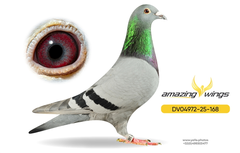 Amazing Wings 14