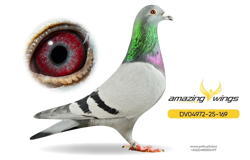 Amazing Wings 15