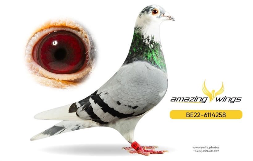 Amazing Wings 5
