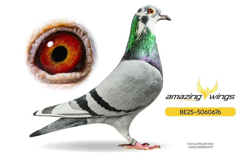 Amazing Wings 6
