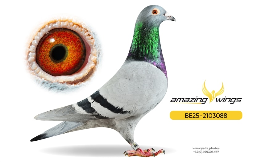 Amazing Wings 8
