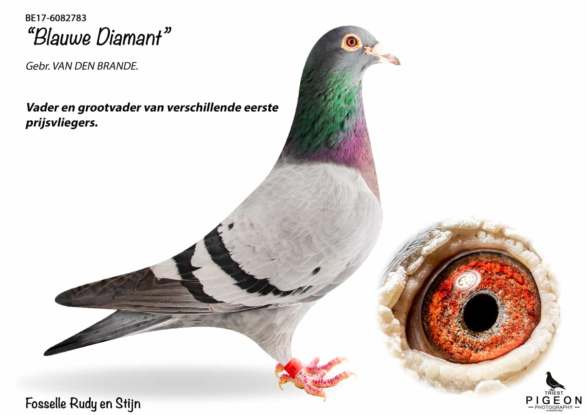 A professional pedigree image from BE17-6082783.jpg featuring the champion racing pigeon Blauwe Diamant. The bird is a light blue bar cock with an iridescent green and purple neck, a red leg band, and a sharp orange eye. On the right, a high-detail circular inset shows a close-up of its rich orange and red breeding eye. The background is white with text highlighting its origin from Gebr. Van Den Brande and its role as a key foundation breeder for Rudy and Stijn Fosselle.
