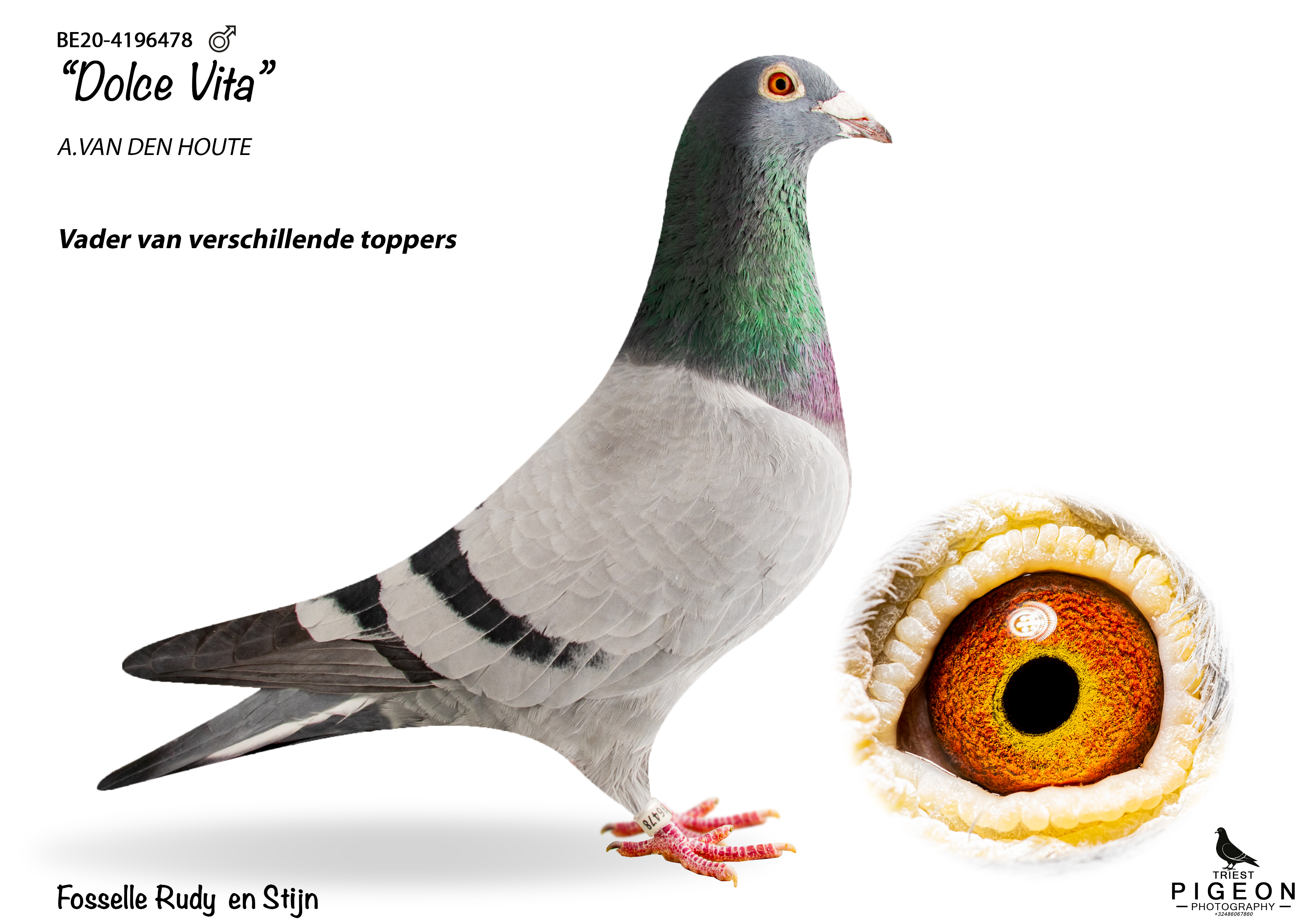 A professional pedigree image from BE20-4196478.jpg featuring the champion racing cock Dolce Vita. The pigeon is a light blue bar cock with a prominent iridescent green and purple neck and a white leg band. On the lower right, a detailed circular inset shows a close up of his rich golden orange breeding eye. The white background includes text identifying his origin from A. Van Den Houte and notes his role as a prominent father of several top racers for Rudy and Stijn Fosselle.