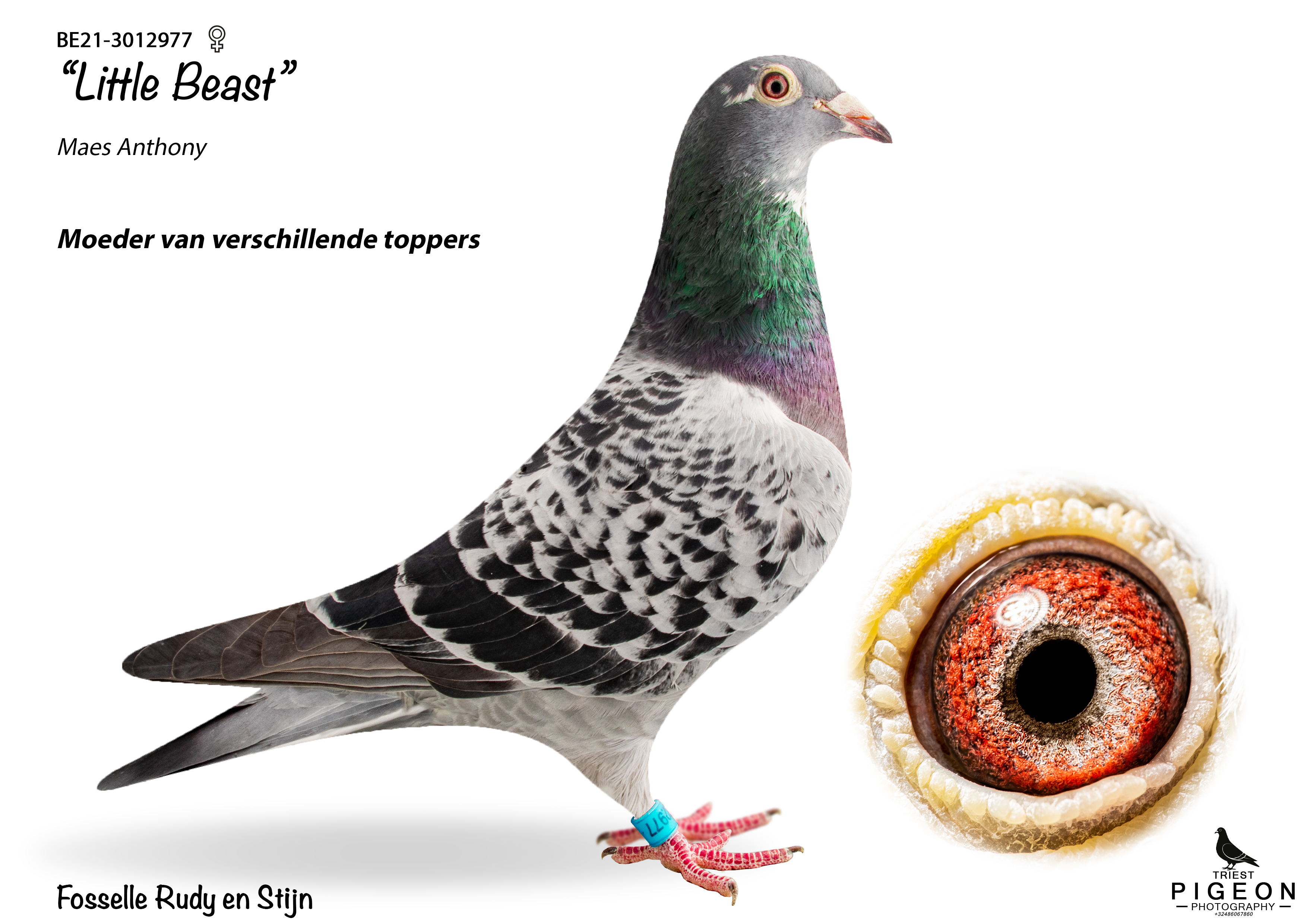 A professional pedigree image from BE21-3012977.jpg featuring the champion racing hen Little Beast. The pigeon has a striking checker pattern plumage, an iridescent green and purple neck, and a blue leg band. On the lower right, a detailed circular inset shows a close up of her rich orange and red breeding eye. The white background contains text identifying her origin from Maes Anthony and highlighting her status as a foundational mother of several top racers for Rudy and Stijn Fosselle.