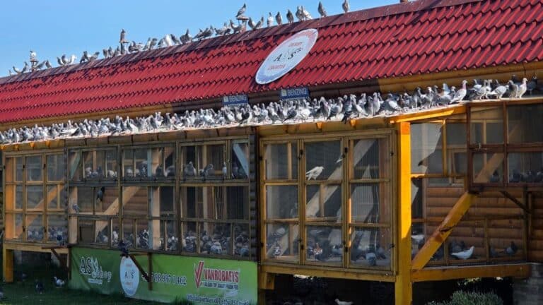 An impressive front view of the professional racing pigeon loft complex at Derby AS Croatia in the Slavonia region. Dozens of top-conditioned young birds are perched side-by-side on the red roof and landing ledges, ready for their training tosses. The wooden facility is equipped with BENZING timing systems and features banners of official VIP partners like Vanrobaeys and AS Shop Croatia, reflecting the high-performance standards and premium care of this One Loft Race.