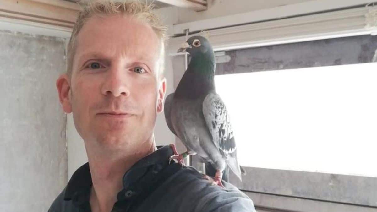 A close-up photograph of pigeon fancier Ferdi Cornelissen smiling gently, with his favorite racing pigeon perched calmly on his shoulde
