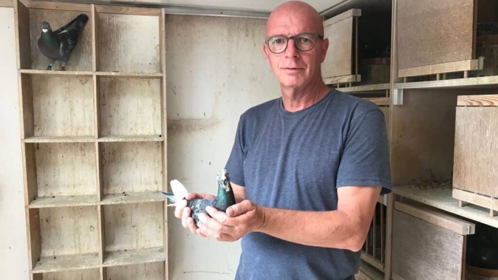 A close-up photograph of pigeon champion Koos Steenbeek in De Bilt, smiling warmly as he gently holds his winning racing pigeon from the Bordeaux marathon flight. He is standing in front of his compact backyard loft, showcasing the bond between the fancier and his top athlete.