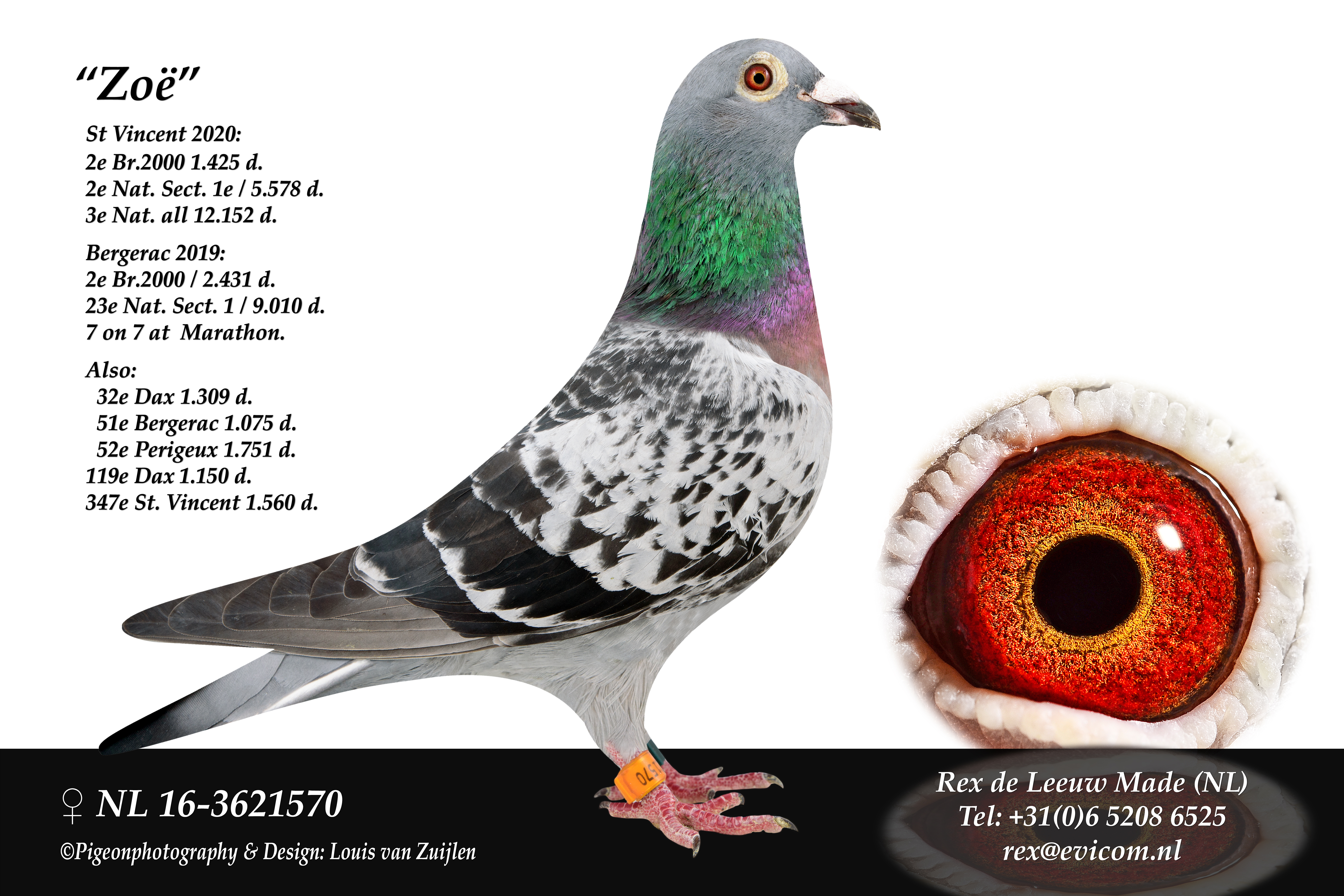 A professional profile photograph of the legendary racing pigeon Zoë (NL16-3621570) from the loft of Rex de Leeuw in Made, Netherlands. The pigeon is a beautifully built blue bar hen with dark checkering on her wing shield and a bright iridescent green and purple neck. She is pictured facing right against a clean black and white background. Inset on the right is a detailed macro close-up of her rich, vibrant orange and red gravel eye. The image includes text highlighting her top marathon achievements, including winning 2nd National Sector 1 and 3rd National overall on St. Vincent in 2020 against 12,152 pigeons.