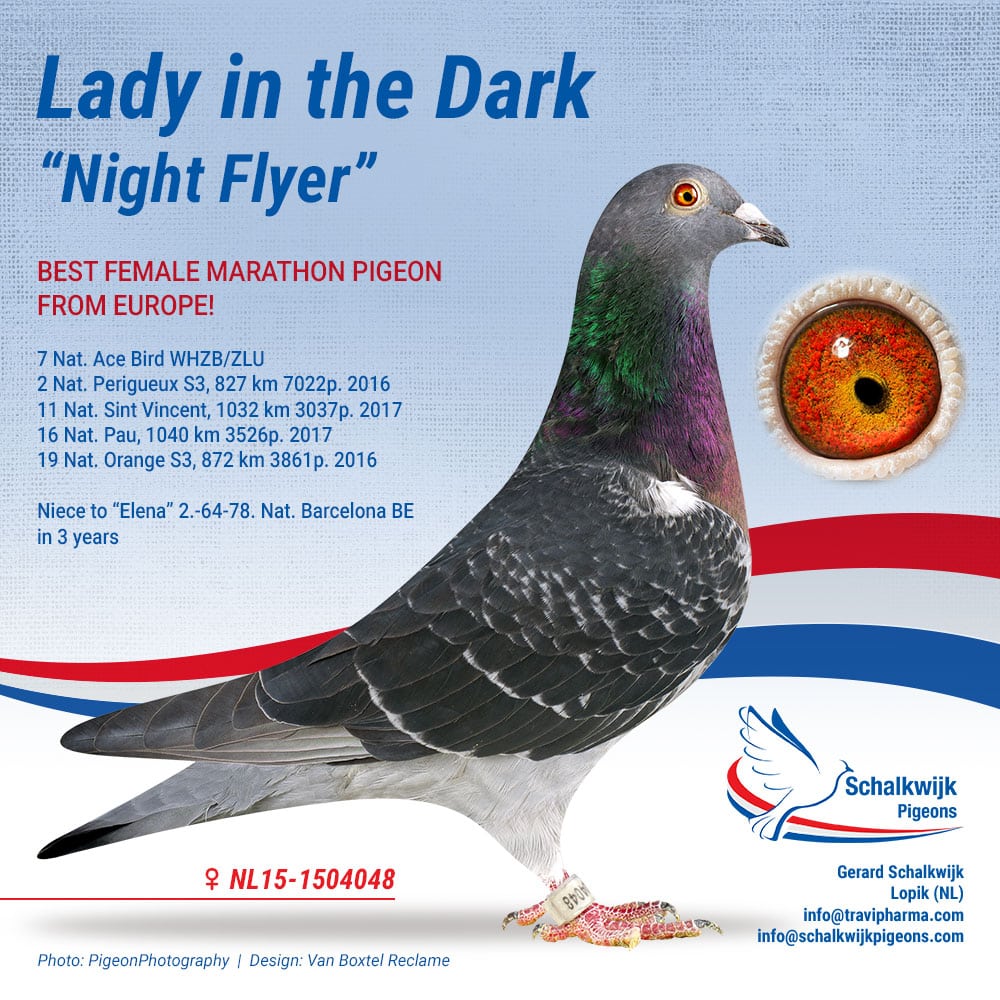 A photo from NL.15-1504048 - Lady in the Dark A legendary racing pigeons from Schalkwijk (Gerard) Pigeons