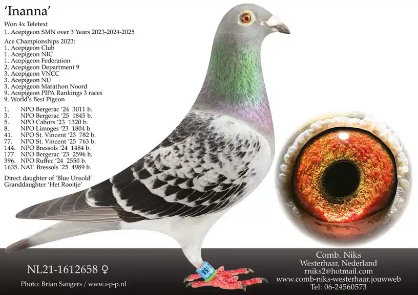 Profile view of the legendary racing pigeon Inanna with ring number NL21-1612658 from Comb. Niks Westerhaar, crowned the best afternoon release long distance pigeon over three consecutive years.