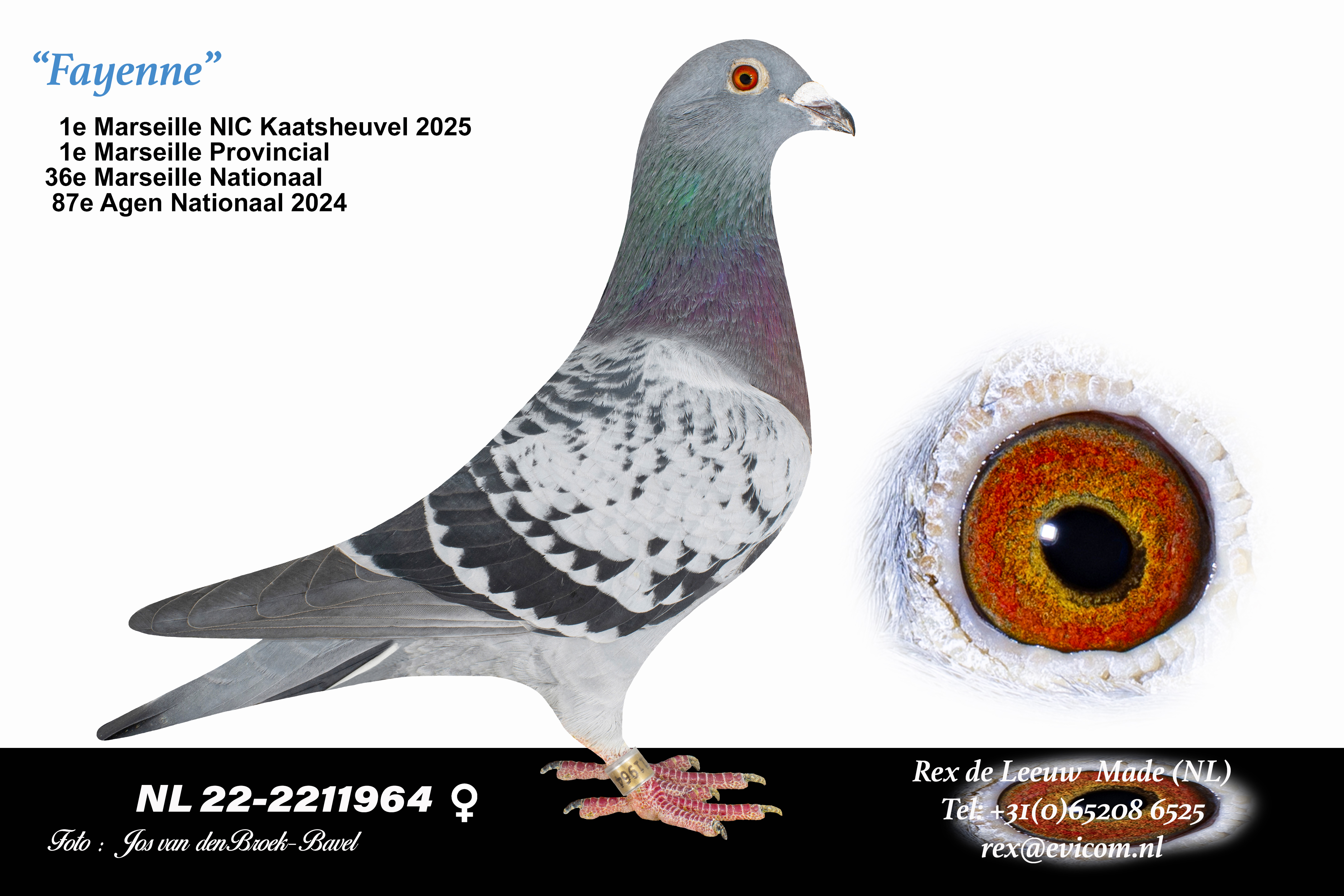A professional profile photograph of the star marathon hen Fayenne (NL22-2211964) from the loft of De Leeuw Pigeons in Made, Netherlands. The pigeon is a beautifully built dark checkered hen with a vibrant iridescent green and purple sheen on her neck, pictured facing right against a clean white background. Inset on the lower right is a stunning macro close-up showing her rich, fiery orange and deep red gravel eye. The accompanying text details her prominent racing record, including winning 36th National Marseille and 87th National Agen, highlighting her status as a key champion discussed in the Pau race report.
