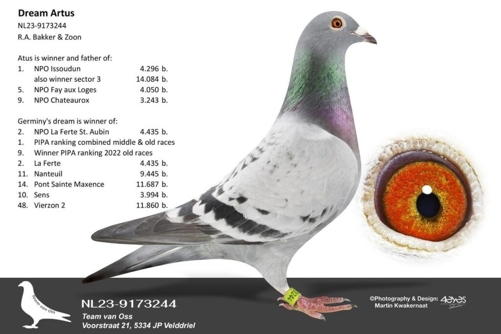 A professional studio showcase of the chequer racing pigeon NL23-9173244, named "Dream Artus" from Team van Oss, originally bred by R.A. Bakker & Zoon. The image displays a side view of the bird with a yellow leg band, a high-magnification inset of its vibrant orange and yellow eye sign, and lists prominent lineage performance highlights including 1st NPO Issoudun against 4,296 birds.