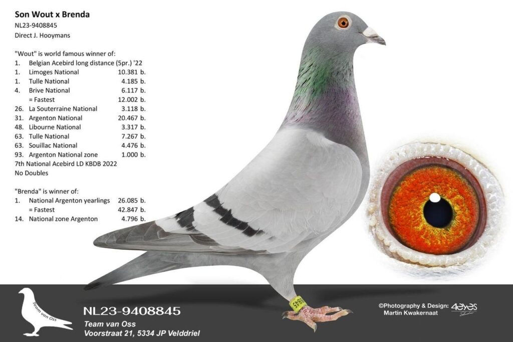 A professional studio showcase of the blue bar racing pigeon NL23-9408845, named "Son Wout x Brenda" from Team van Oss. The image includes a side view of the pigeon with a yellow leg band, a macro inset circle displaying a detailed view of its orange-red eye ring, and text detailing the top national racing records of its parents, Wout and Brenda.