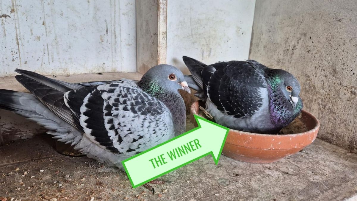 A close-up photograph of the winning racing pigeon, ring number NL24-8348639, resting calmly on its nest inside the loft after winning the Bordeaux marathon race.