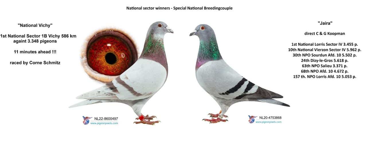 A promotional composite image showcasing a legendary breeding pair from Huub Hermans, titled "National sector winners – Special National Breedingcouple." On the left is the racing cock "National Vichy" (ring number NL22-8600497), a red check pigeon pictured next to a macro close-up of its rich orange and yellow breeding eye. Text highlights its victory as 1st National Sector 1B Vichy flying 586 km against 3,348 pigeons, finishing an incredible 11 minutes ahead, originally raced by Corne Schmitz. On the right is the blue bar hen "Jaira" (ring number NL20-4753868), direct from C & G Koopman. Text lists her outstanding racing track record, including 1st National Lorris Sector IV against 3,455 pigeons and 10th National Vierzon Sector IV against 5,962 pigeons. Both champion pigeons face each other, representing the genetic powerhouse behind Huub Hermans' newest 2026 top-performing yearling.