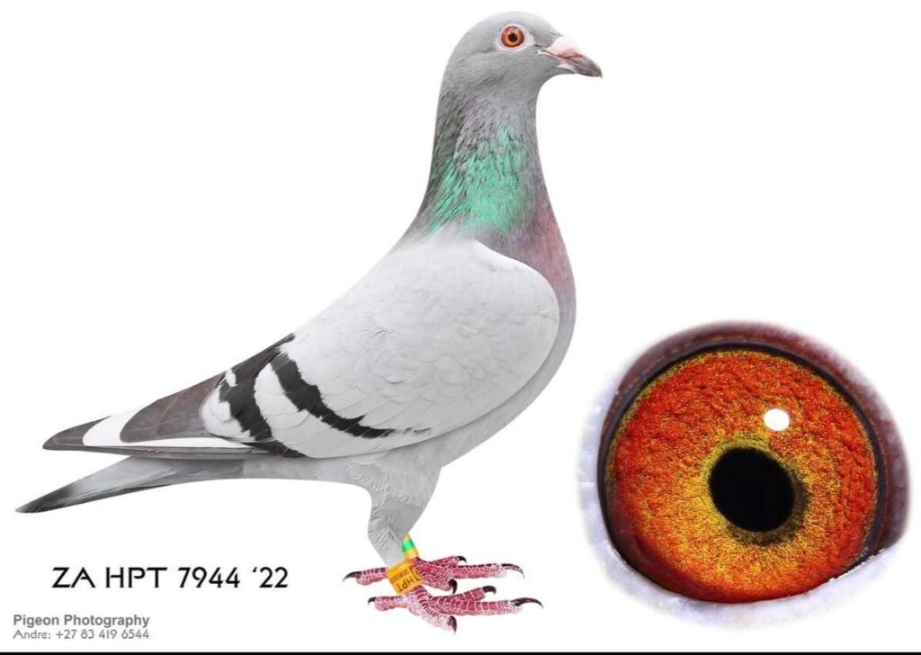 A professional studio photograph of a racing pigeon, paired with the results of the Hotspot 1 Winburg race from June 19, 2026, where team JACO & DANIE took 1st place with pigeon ZA-25-GPU-5322 at a speed of 1370.665 m/min. The image showcases a beautiful blue bar pigeon with an iridescent green and purple neck against a white background, including a close-up inset of its vibrant orange and yellow eye on the right.