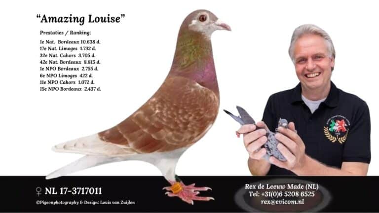 A close-up photograph of pigeon racing enthusiast Rex de Leeuw alongside his prize-winning, recessive red checkered marathon hen, Amazing Louise. Rex is smiling warmly next to the bird, highlighting the proud connection between the fancier and his top-performing pigeon from Made, Netherlands.