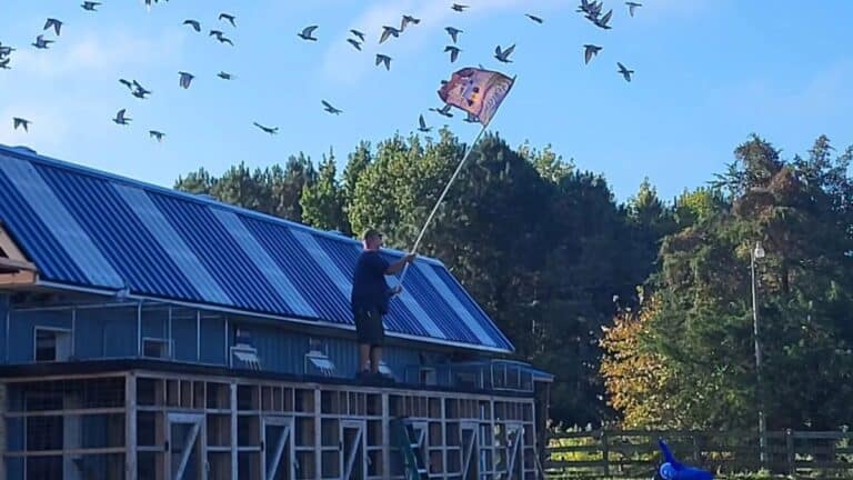 A loft manager standing on the roof of the modern Tar Heel OLR biological laboratory facility in Enfield, North Carolina, waving a flag to train a kit of young racing pigeons routing through a clear blue sky.