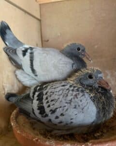 Close up photograph of two healthy 2026 young racing pigeons in the nest at Pigeon Boss Loft. The young birds are bred from elite Barcelona racers NL.20-1436402 Storm Chaser and NL.21-1135850 Juliette, showing strong confirmation and bright eyes inherited from their proven marathon racing parents.
