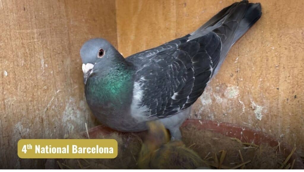 Geert de Coninck champion marathon hen Cloe standing in her nest bowl beside a chick after winning fourth National Barcelona in Belgium, carrying fifty percent elite Schalkwijk Pigeons bloodlines.