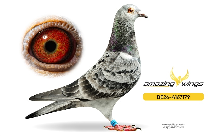 Amazing Wings 12