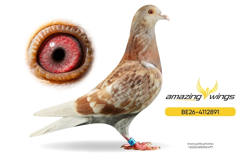 Amazing Wings 8
