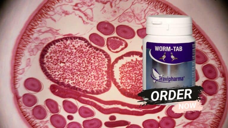 Microscopic cross-section of a parasitic roundworm next to a bottle of Travipharma Worm-Tab pigeon deworming tablets with an 'Order Now' button.