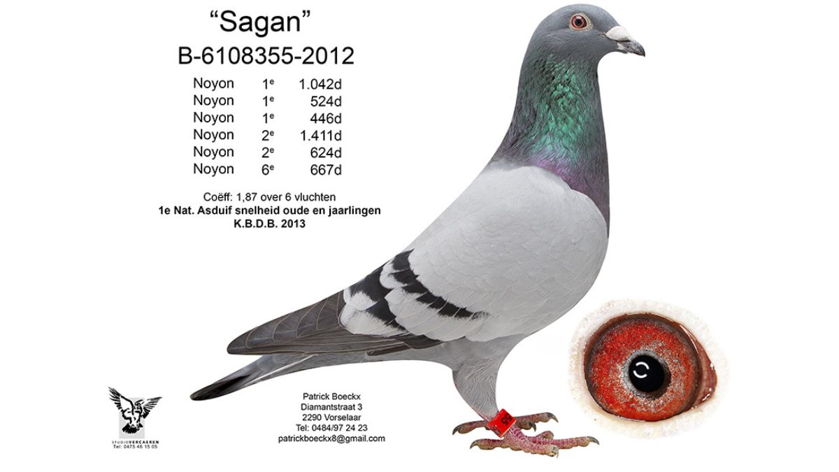 "Sagan" (BE12-6108355), the 2013 1st National Ace Pigeon KBDB Sprint for Patrick Boeckx. A powerful, blue bar cock whose legendary speed is the foundation of the Iron Sagan Team. Included are a detailed shot of his fiery red-orange eye and his stellar racing record, including 1st Noyon against 1,042 birds