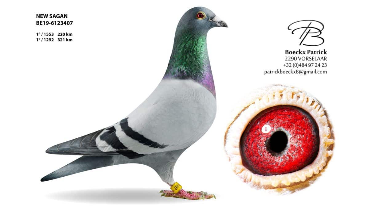 A detailed profile of "New Sagan" (BE19-6123407), the full brother to the famous "Sagan." He is a sleek, blue bar cock with vibrant green and purple neck iridescence and a vibrant red eye, as shown in the eye close-up. "New Sagan" is the super breeder for Patrick Boeckx and the sire of "Iron Sagan." The image includes his winning record and contact details.