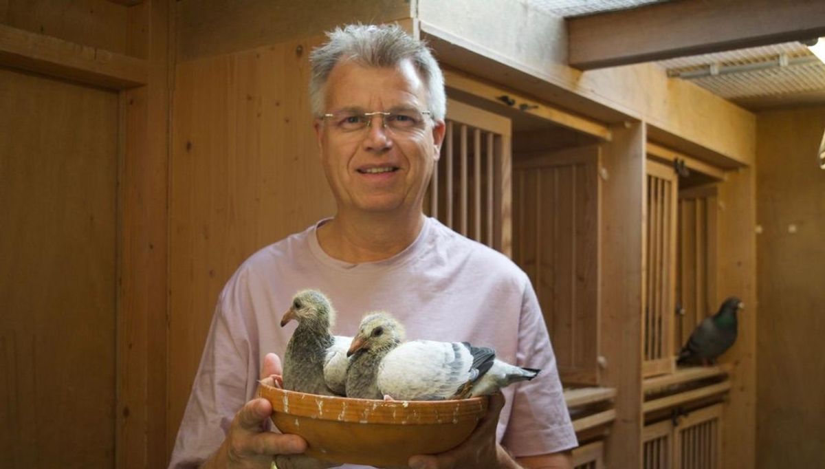 Gerard Schalkwijk smiling while holding a clay nest bowl with two young squeaker pigeons in his wooden pigeon loft.