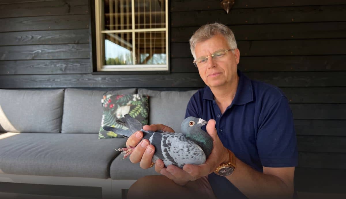 Mastermind breeder Gerard Schalkwijk carefully holding an elite kras marathon pigeon, showcasing the driving force behind the legendary Schalkwijk Pigeons bloodlines that dominated the Barcelona classic race.