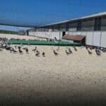 What Huge News from Spain! Ultimate Freedom for Future Champions at OLR Lasterie Zwiep