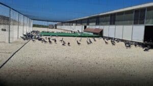 A picture of the new loft of Lasterie Zwiep OLR