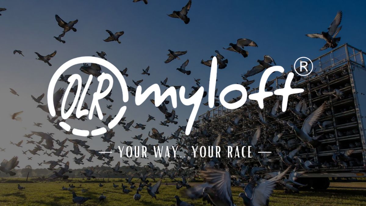 My Loft One Loft Race official blog banner showing the OLR myloft logo with the tagline YOUR WAY YOUR RACE over a background of racing pigeons releasing from a transport truc