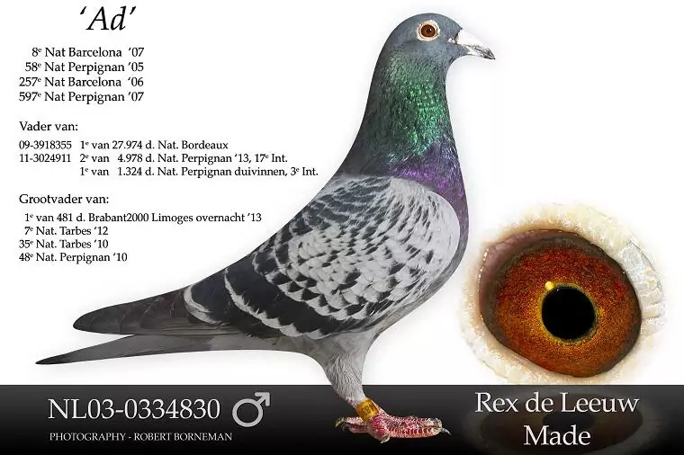 A professional profile photograph of the legendary foundation marathon breeding cock, "Ad" (NL03-0334830), from the lofts of Rex de Leeuw in Made, Netherlands. The handsome blue checker pigeon is pictured facing right against a clean white background , showcasing his prominent white cere and iridescent purple and green neck. An inset on the bottom right shows a detailed macro close-up of his rich, vibrant orange-red gravel eye. Text on the left prominently highlights his outstanding racing legacy, including winning 8th National Barcelona in 2007 , alongside his extraordinary breeding achievements as a father and grandfather of national winners.