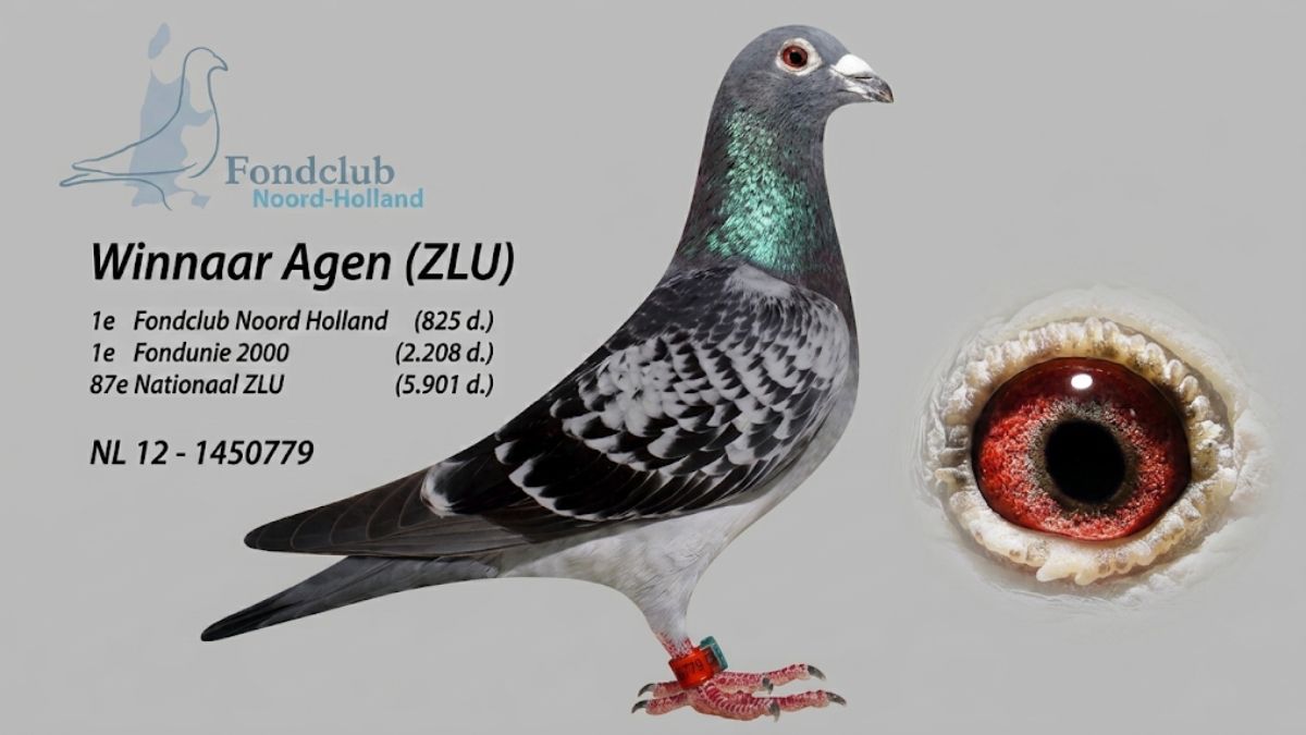 Profile photograph of the famous checkered cock 'Suarez' (NL12-1450779), winner of the 1st prize from Agen (Bordeaux) in the Fondunie 2000, standing alongside a detailed close-up of his rich, colorful breeding eye.
