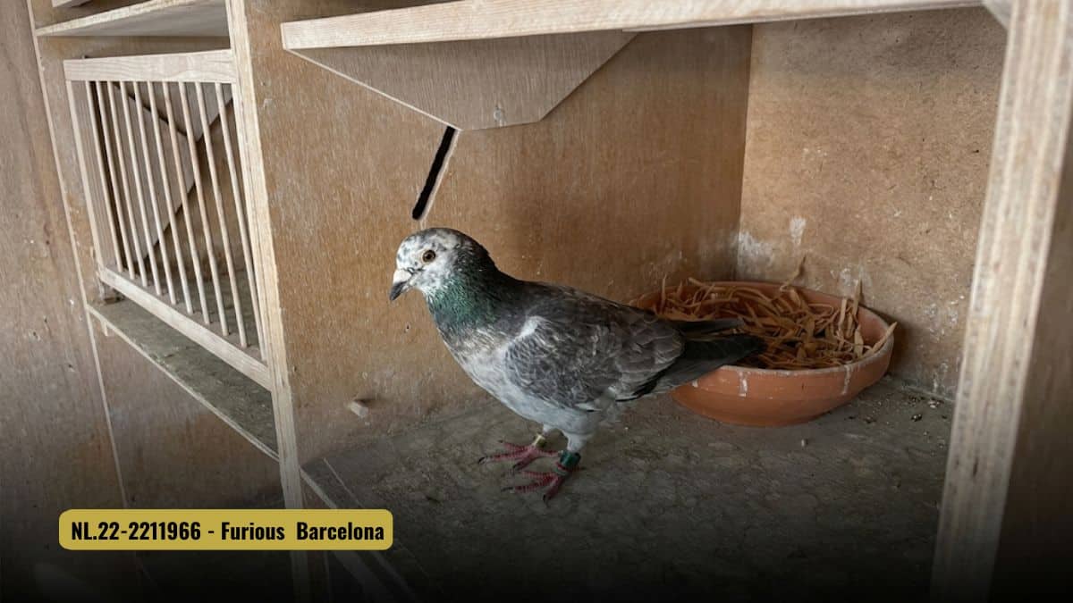 A professional profile photograph of the elite marathon racing pigeon Furious Barca (NL22-2211966) from the loft of Rex de Leeuw in Made, Netherlands. The beautifully built dark check grizzle cock stands proudly inside his wooden nest box, showcasing an intelligent eye and a brilliant iridescent green and purple neck. In the background of the box, a round clay nesting bowl filled with straw is clearly visible, perfectly demonstrating Rex's signature nest motivation system. A gold banner in the lower left corner reads "NL22-2211966 - Furious Barcelona", highlighting his phenomenal achievement of winning 10th National and 11th International Barcelona against over sixteen thousand pigeons during a grueling, bone-crushing race of attrition.