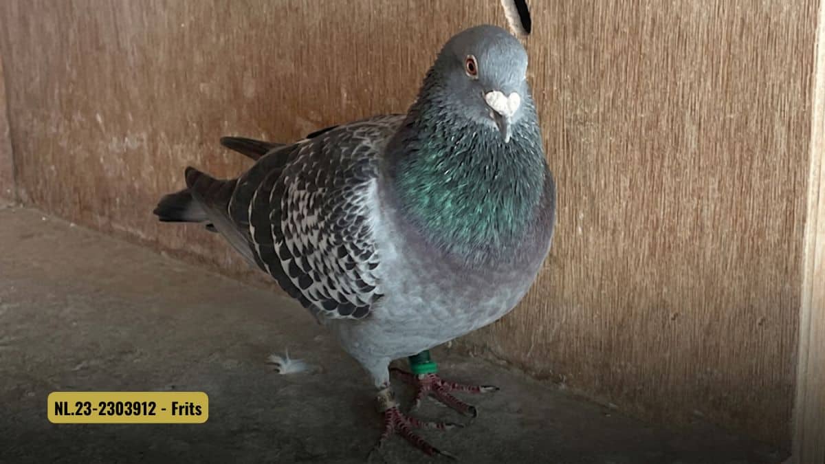A professional profile photograph of the champion marathon racing pigeon Frits (NL23-2303912) from the loft of Rex de Leeuw in Made, Netherlands. This beautifully built check doffer stands proudly inside his wooden nest box, showing off his intelligent, alert eye, powerful white cere, and a brilliant iridescent green neck shield. A gold banner in the lower left corner reads "NL23-2303912 - Frits", highlighting his spectacular achievement of winning 13th National Bressols against nearly seventeen thousand pigeons in a grueling, headwind-dominated race of attrition.