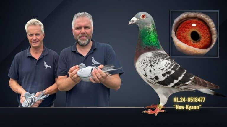Professional display photograph of the champion racing pigeon New Kyann, registration number NL24-8518477, from Team van Oss. The blue bar cock is pictured in profile, showcasing its sleek feathers, exceptionally strong athletic build, and alert, intelligent expression.