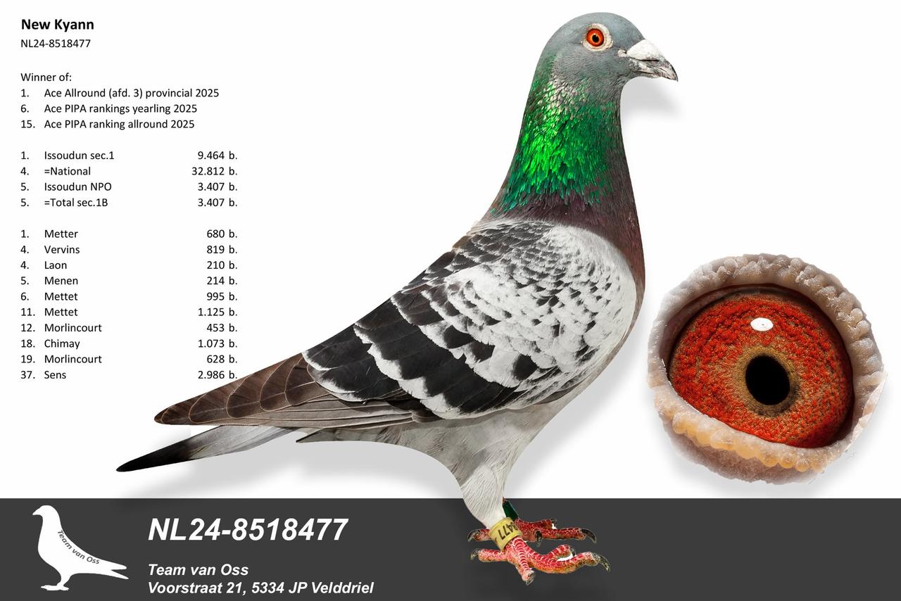 A picture of NL.24-8518477 New Kyann a legendary breeding pigeons of Team van Oss.