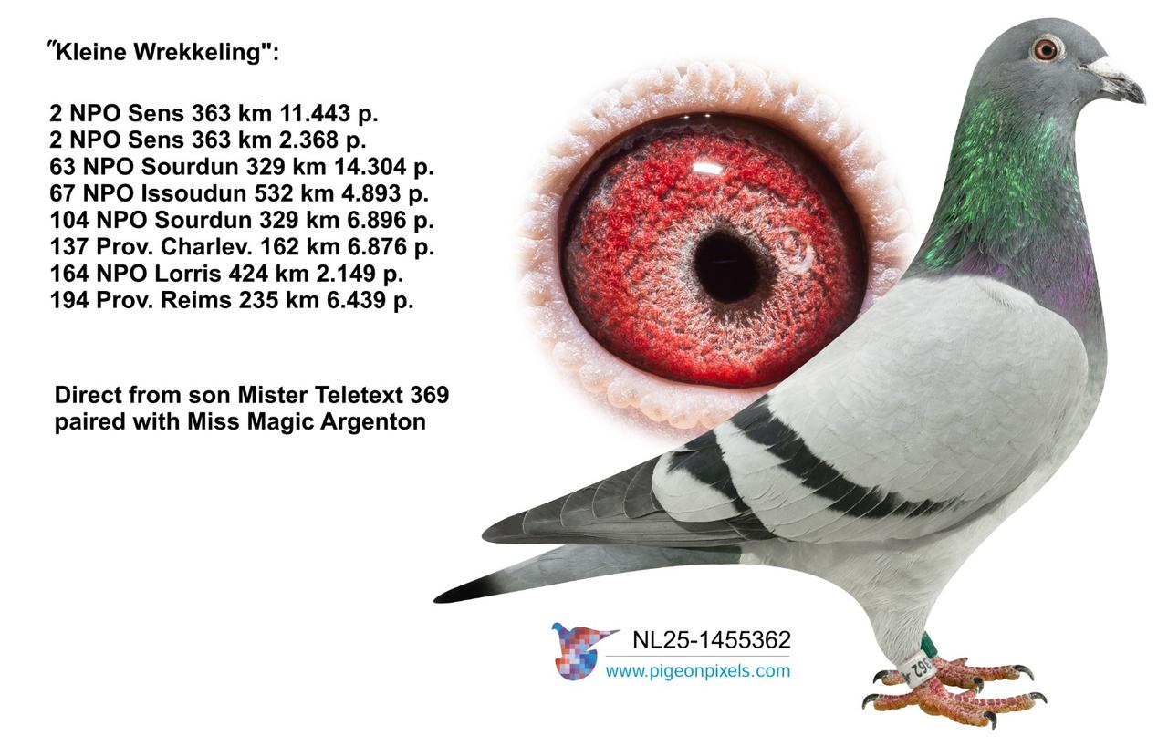 Professional showcase of the elite racing pigeon Kleine Wrekkeling, ring number NL25-1455362, owned by Huub Hermans. The image features a side profile of the magnificent blue bar pigeon showing its powerful build, proud stance, and beautiful iridescent green and purple neck feathers. A detailed close up bubble highlights its vibrant red and orange breeding eye, a sign of its top class heritage. The text on the left lists its outstanding racing achievements, including winning second NPO Sens against over eleven thousand pigeons, and notes its premium lineage as a direct descendant of a son of Mister Teletext 369 paired with Miss Magic Argenton.