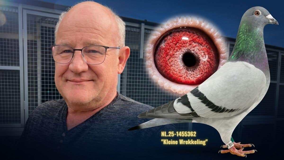 A smiling Huub Hermans, the renowned pigeon fancier from Born, proudly holding his champion racing pigeon, NL.21-1398369 "Mister Teletext", inside his well-structured racing loft.