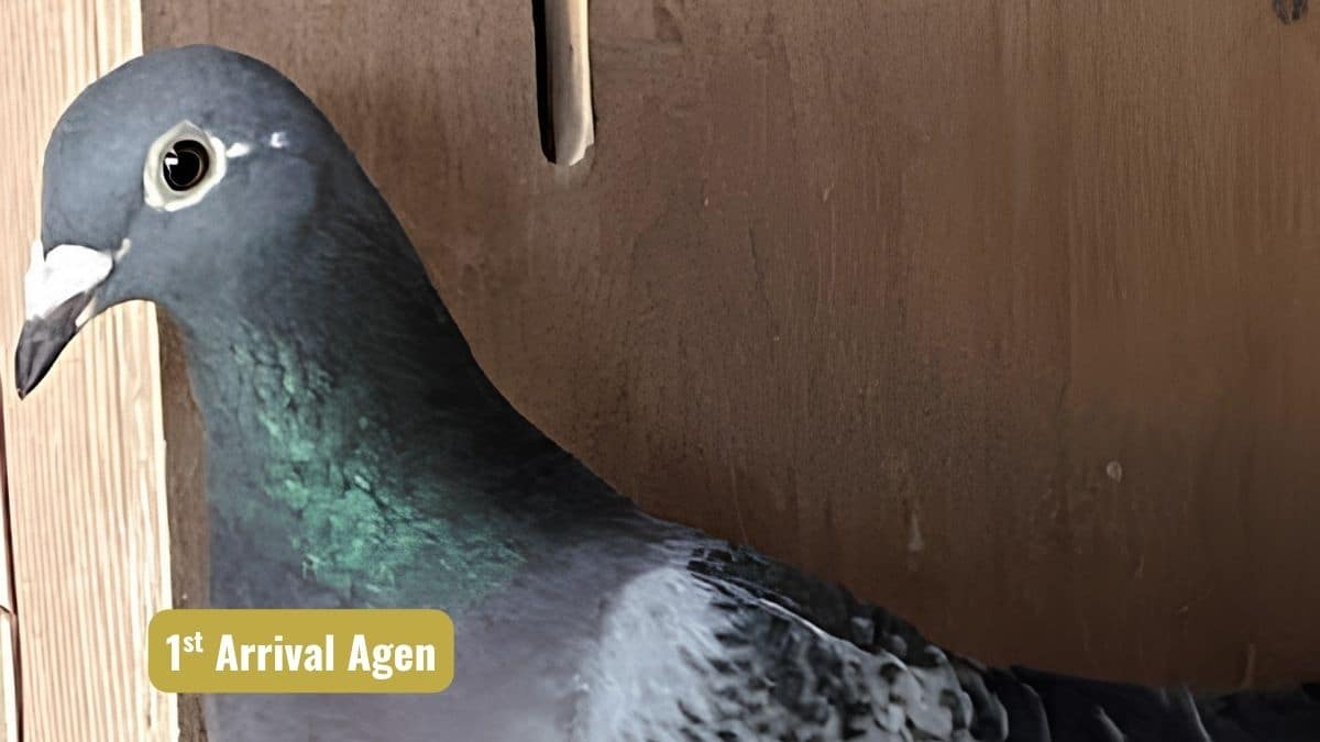 A close up photograph of the elite racing pigeon NL24 2413788V, the stunning first arrival from National Agen 2026 for Rex de Leeuw Pigeons of Made, Netherlands. This beautifully built check hen stands proudly inside her nest box, showcasing her sharp, intelligent eye, powerful dark checkering on her wing shield, and a brilliant, iridescent green and purple neck. A gold banner in the lower left corner reads "1st Arrival Agen", highlighting her phenomenal achievement of winning the 73rd National against 8,016 pigeons during a grueling, bone crushing race of attrition.