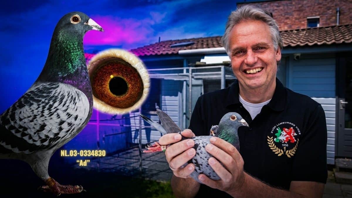 A promotional composite photograph for PigeonBoss.com featuring Dutch marathon champion Rex de Leeuw smiling warmly while holding one of his racing pigeons in front of his lofts in Made under a dramatic twilight sky. The left side of the image features a detailed graphic inlay showcasing his legendary foundation breeding cock, "Ad" (NL03-0334830), alongside a macro close-up of the bird's rich, vibrant orange and red gravel eye.