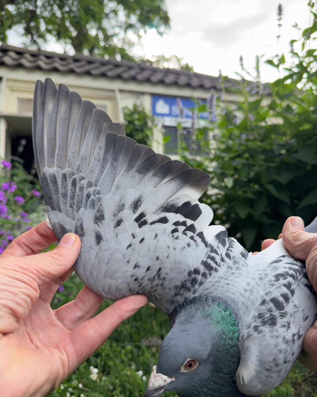 A close up view of the racing pigeon Storm Chaser being held carefully by a fancier outdoors. The bird displays a beautifully patterned gray and black speckled wing spread wide open to show its flight feathers. In the soft background the white wooden pigeon loft in Delft is visible with lush green plants and purple flowers blooming in the garden.