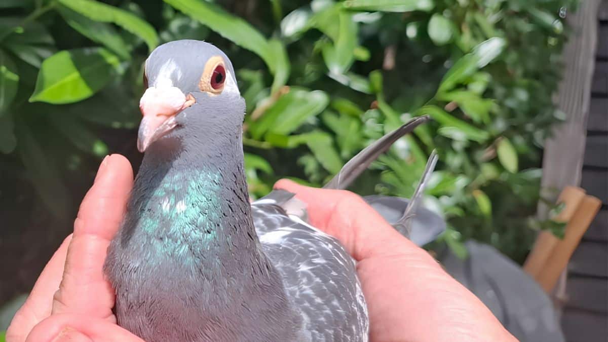 The Queen of Agen: Held gently in the hands of her champion breeder, the extraordinary top hen of Raymond and Germa Niks gazes into the camera. This incredible athlete conquered extreme heat, a massive 400-kilometer overflight, and a field of 23,191 competitors to claim the ultimate title: 1st International Agen 2026.