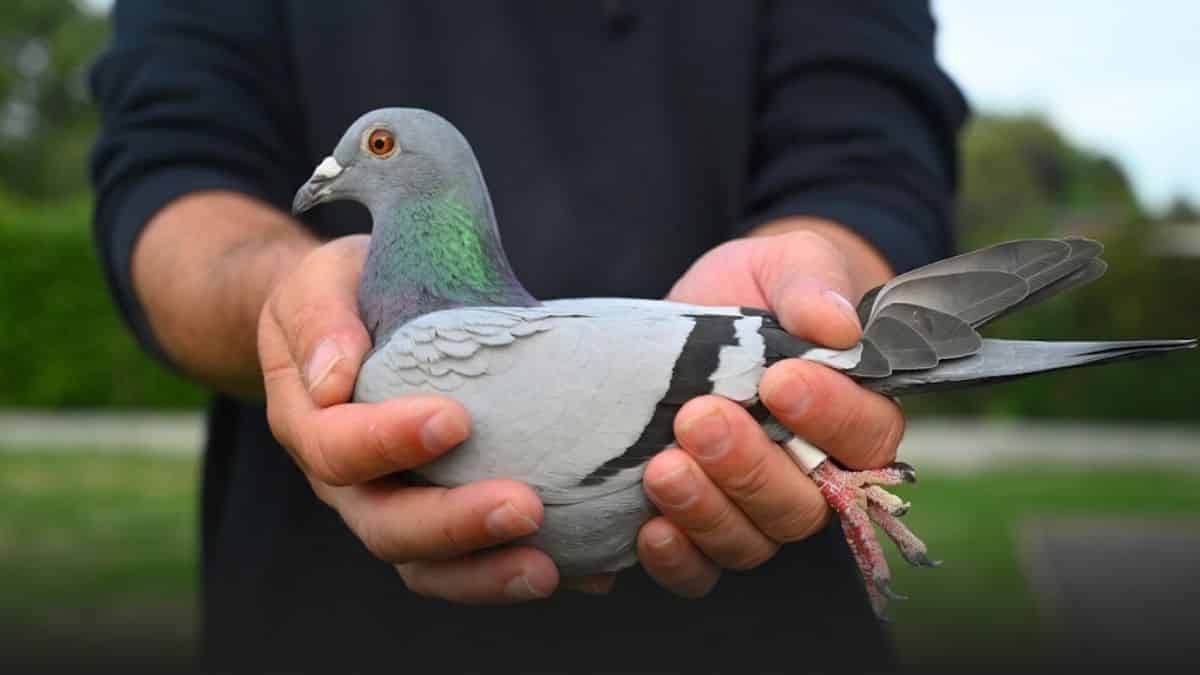 A close up shot of the blue bars racing pigeon, Marie, being held carefully in the hands of her breeder Peter Pillet. The pigeon displays a prominent green iridescence on her neck feathers and a sharp orange eye, showcasing the physical condition that earned her the 1st National Agen title.