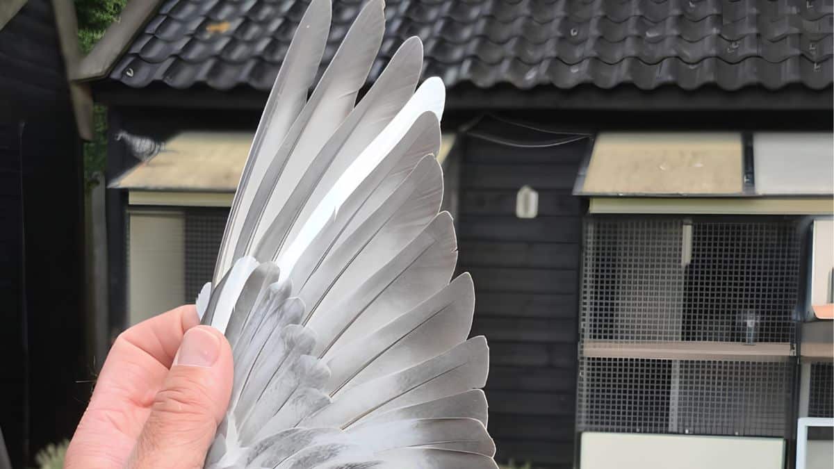 The Wing of a Champion: A striking view of the international Agen winner from Raymond and Germa Niks, with her wing fully extended to display her beautiful feathering and impressive wing profile. This extraordinary hen conquered extreme heat and a field of 23,191 competitors to seal a legendary victory.